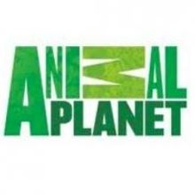 Animal Planet's ICE COLD GOLD Returns 3/5