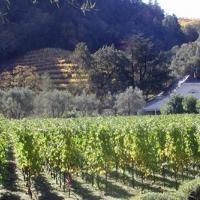 Spring Mountain Vineyard Announces New Winemaker