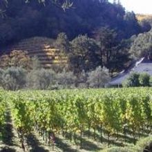 Spring Mountain Vineyard Announces New Winemaker