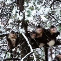 Nature Airs MYSTERY MONKEYS OF SHANGRI-LA Special Tonight