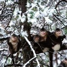 Nature to Air MYSTERY MONKEYS OF SHANGRI-LA Special 4/29