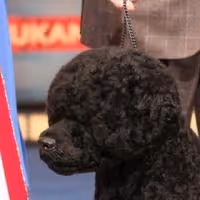 Portuguese Water Dog 'Matisse' Wins Best in Show At Thirteenth Annual AKC/Eukanuba…