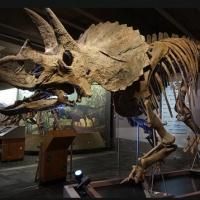 Museum of Science Opens the Hall of Human Life Exhibit Today
