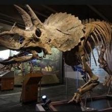 Museum of Science Opens the Hall of Human Life Exhibit Today