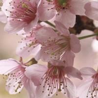 Cherry Blossoms Reveal Their Beauty From Washington, D.C. To Japan