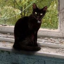 Mad Horse Theatre Presents GREY GARDENS, Now thru 6/22