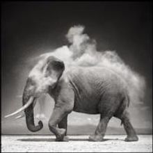 Nick Brandt African Wildlife Photography Show Opens in Jackson Hole Today