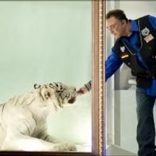 Siegfried & Roy Tiger Mantecore Passes Away at 17 After Illness