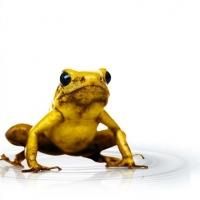 ExhibiTours to Bring AMNH's THE POWER OF POISON to East London from 16 May