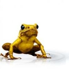 ExhibiTours to Bring AMNH's THE POWER OF POISON to East London from 16 May