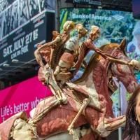Body Worlds Announces First Ever Permanent Home In New York City At Discovery Times…