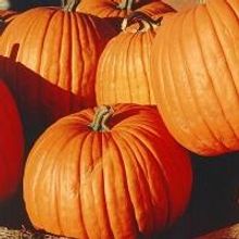 Marina's Menu: Everything is PUMPKIN