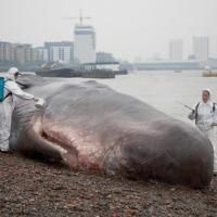 THE GREAT GREENWICH WHALE Beaches on the Thames as Part of GDIF2013