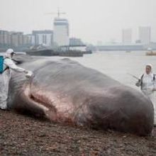 THE GREAT GREENWICH WHALE Beaches on the Thames as Part of GDIF2013