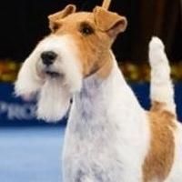 Elite Competition, New Breeds and More in National Dog Show Presented by Purina'…