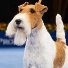 Elite Competition, New Breeds and More in National Dog Show Presented by Purina'…