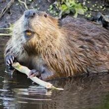 Nat Geo Wild Presents AMERICAN BEAVER Marathon Today