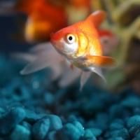 Nat Geo Wild Airs FISH BOWL II & DR. POL Marathon Today