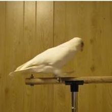 NPR Blog Asks - Can Animals Dance?