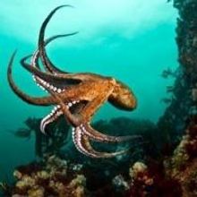 Underwater Photography Book, “Luminous Sea”, Launches Campaign on Indiegogo