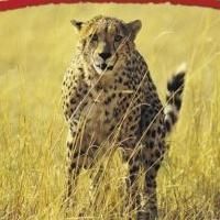 ET African Journeys to Offer Celebrate South AfricaTrips During Black History Month