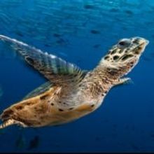 National Geographic's David Doubilet and Jennifer Hayes Bring EXPLORING UNDERWATER WO