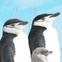 Diversionary Theatre's BIRDS OF A FEATHER Offers Free Tickets for Students and…