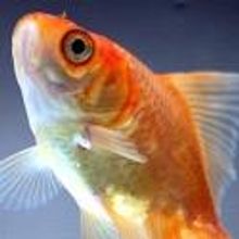 BWW Interviews: Black Lab Theatre's BOOM Cast and Crew Talks the Apocalypse and the U