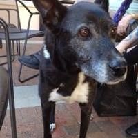 Sarasota Opera Chooses Dog for Upcoming Opera