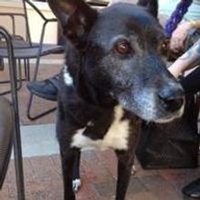 Sarasota Opera Chooses Dog for Upcoming Opera