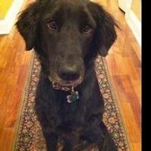 J.C. Caroline Releases GIGI THE FAMOUS RESCUE DOG