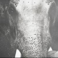 SACRED ELEPHANT Teams with World Elephant Day to Increase Awareness