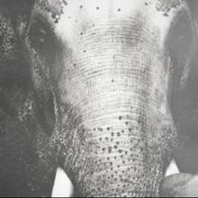 SACRED ELEPHANT Teams with World Elephant Day to Increase Awareness