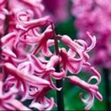 Pacific Symphony to Present RITE OF SPRING TURNS 100, 6/6-8