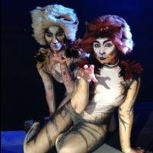 BroadHollow Theatre Company Presents CATS, Now thru 7/27