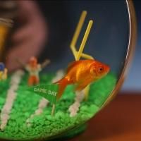 'Goldie' to Star in Nat Geo WILD's Four-Hour Reality Event FISH BOWL on Super Bowl…