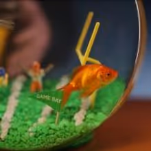 'Goldie' to Star in Nat Geo WILD's Four-Hour Reality Event FISH BOWL on Super Bowl…