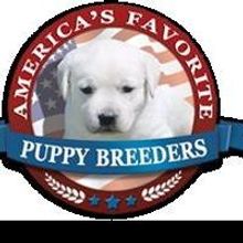 America's Favorite Puppy Breeders Revolutionize The Puppy Breeder Industry By…