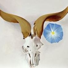 Featured Art Exhibition: 'Georgia O'Keeffe in New Mexico' at the Denver Art Museum