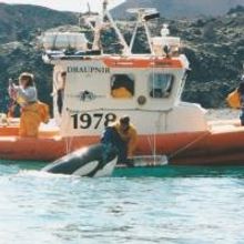 New Book Details Free Willy's Tragic, Real-life Ending