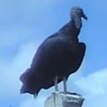 Catherine Filloux's New Play LUZ Debuts at La MaMa, Now thru 10/14