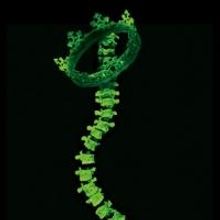 RICHARD III, MEMPHIS>BROADWAY and More Set for Tennessee Shakespeare's 7th Season