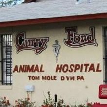 Curry Ford Animal Hospital Launches New Website for Greater Orlando Area Residents