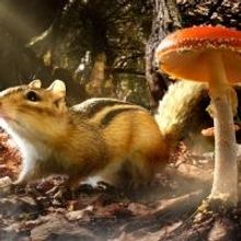 The American Museum of Natural History Presents TINY GIANTS, 1/5-7/5