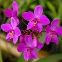 Naples' Gulf Coast Orchid Alliance THIRD THURSDAY Set for 10/17