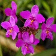 Naples' Gulf Coast Orchid Alliance THIRD THURSDAY Set for 10/17
