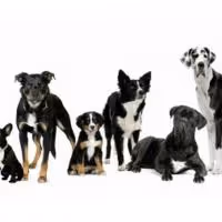 Highly Successful Veteran Owned Dog Training Business Opens in Buffalo NY