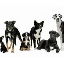 Highly Successful Veteran Owned Dog Training Business Opens in Buffalo NY
