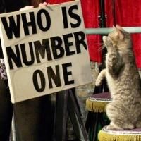 The Amazing Acro-Cats to Come to Stage West Theater, 10/17-20
