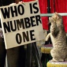 The Amazing Acro-Cats to Come to Stage West Theater, 10/17-20